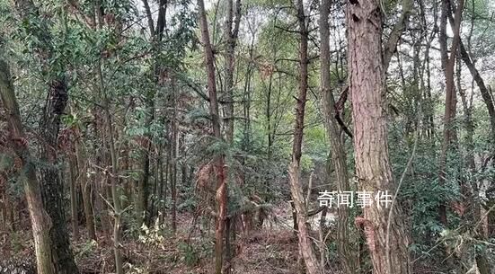 胡鑫宇遺體發現地有明顯搜索痕跡 遺體發現地樹林叢生