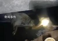 村莊飲水池現(xiàn)15頭死豬:泡6天才發(fā)現(xiàn)