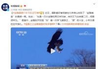 金雕展翅抓羊場(chǎng)面超震撼 小羊只得在空中掙扎