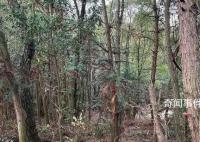 胡鑫宇遺體發(fā)現(xiàn)地有明顯搜索痕跡 遺體發(fā)現(xiàn)地樹(shù)林叢生