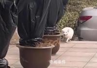 流浪小狐貍投奔看守所1年胖成球 民警：之后會幫它控制體重