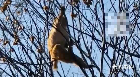 動物園猴子打架輸了逃到獅子園 園方：隔著電網和小河沒被攻擊