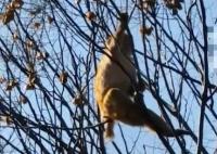 動物園猴子打架輸了逃到獅子園 園方：隔著電網和小河沒被攻擊
