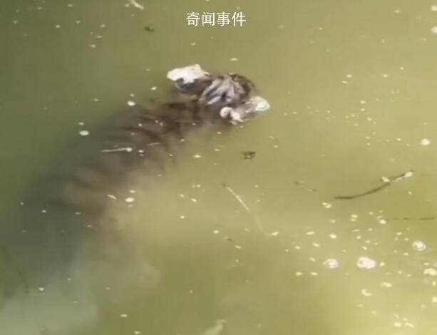 上海動物園回應(yīng)網(wǎng)傳幼虎溺亡 具體情況還在調(diào)查中
