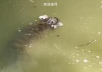 上海動(dòng)物園回應(yīng)網(wǎng)傳幼虎溺亡 具體情況還在調(diào)查中