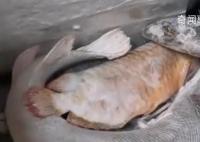 男子囤7冰柜養死的名貴魚價值百萬 死了的魚不舍得扔就會放冰柜中