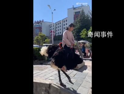 云南小女孩騎鴕鳥上學從容淡定 鴕鳥很聽話