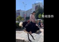 云南小女孩騎鴕鳥上學從容淡定 鴕鳥很聽話