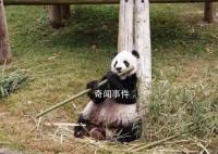 旅美大熊貓樂樂離世 死因尚未確定