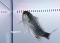 中科院團隊創制出無刺喜頭魚 利用魚類精準育種技術創制出了無刺喜頭魚