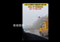 成群飛鳥橫穿馬路逼停行駛車輛 市民：第一次見很奇怪
