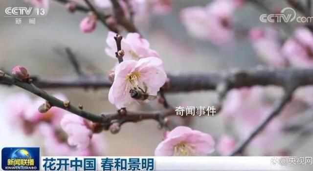 花開中國 春和景明