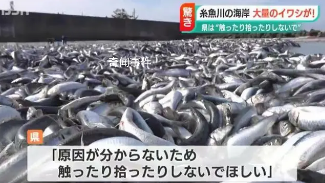 日本一沙灘驚現(xiàn)大量沙丁魚(yú) 尚不清楚這種情況發(fā)生的原因