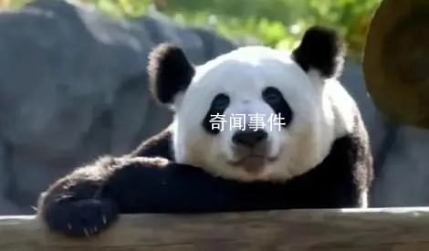 北京動物園稱正辦理丫丫回國手續(xù) 具體日期不清楚