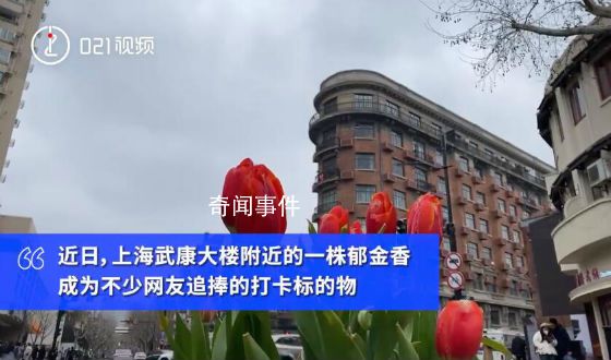 7朵郁金香撐起上海武康路流量 網友戲稱：反對郁金香欺詐