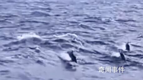 漁民出海偶遇100多只海豚逐浪嬉戲 整個過程持續(xù)約半個小時