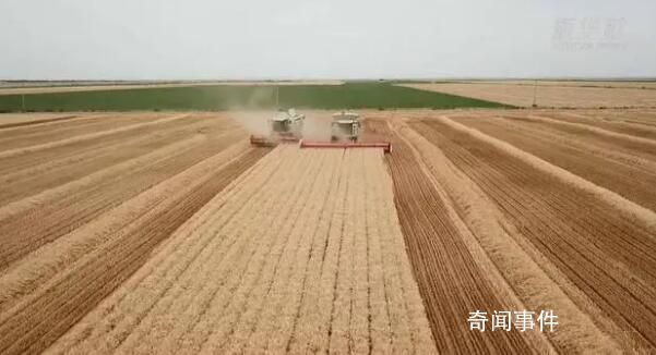 用中國種子保障中國糧食安全 種子是現代農業的芯片