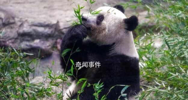 大熊貓香香到家 1個月后與公眾見面