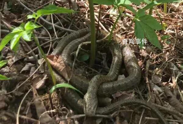 毒蛇為什么守護(hù)人參 人參旁邊為什么會有毒蛇