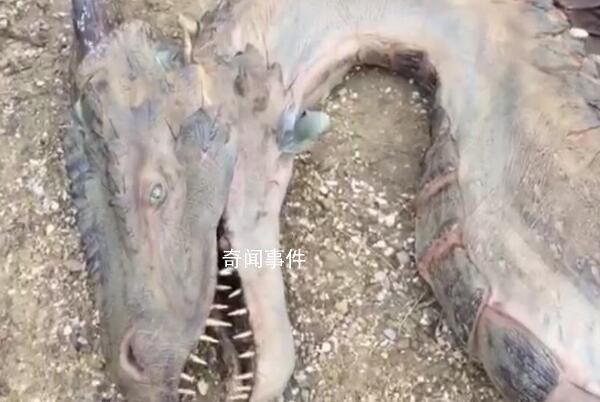長江真龍萬人圍觀 長江真龍事件是真的嗎 實為鎮長江水患的巨人