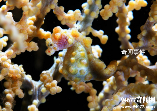 世界十大奇特的海洋動(dòng)物 怎么會(huì)有這么神奇的動(dòng)物