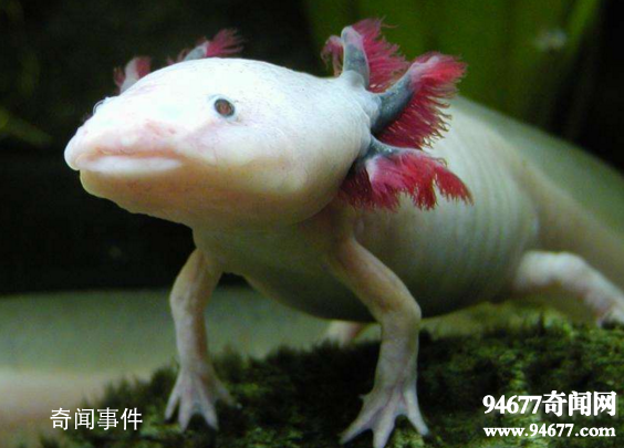 世界十大奇特的海洋動物 怎么會有這么神奇的動物