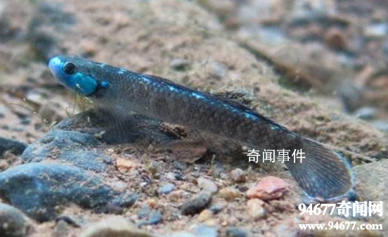 世界十大奇特的海洋動(dòng)物 怎么會(huì)有這么神奇的動(dòng)物