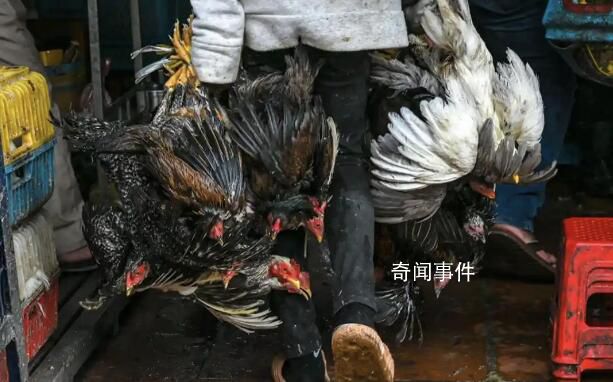 世衛正調查禽流感是否人傳人 柬埔寨女孩感染禽流感死亡