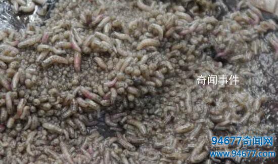 全球五大最驚悚的尸體農(nóng)場 尸體農(nóng)場恐怖照片