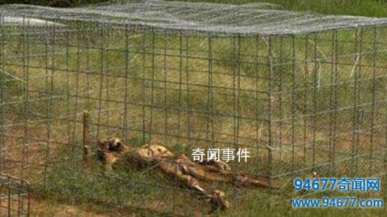全球五大最驚悚的尸體農場 尸體農場恐怖照片