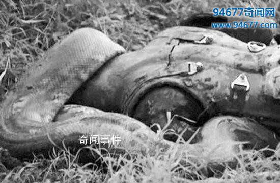 蟒蛇吃人全過程 巨蟒吃人是否真實(shí)存在 大蛇吞人圖片