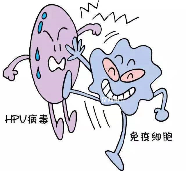 HPV病毒能導致哪些疾病 HPV感染癥狀有什么具體表現(xiàn)