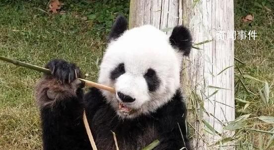 大熊貓“樂樂”死因已初步確定 觀察到心臟病變