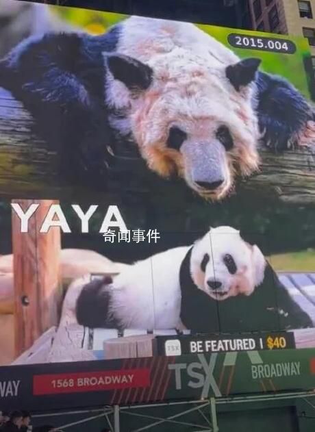 黃曉明期盼丫丫早日回家 愿我們的國寶都能安全健康
