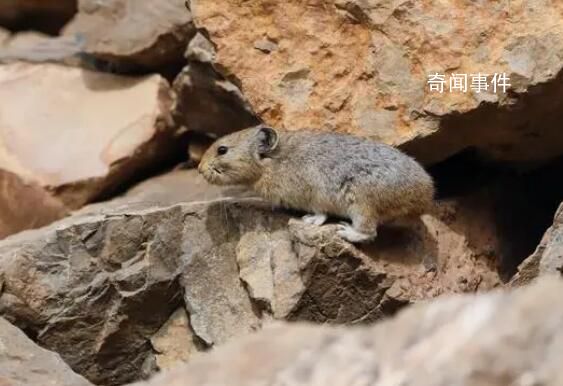 賀蘭山鼠兔時隔6年現身 目前為國家二級保護野生動物