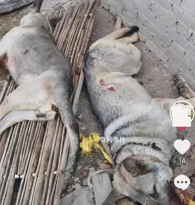 4條狼青犬咬死80多只羊 已擊斃兩只正尋找主人