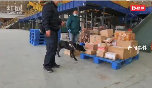海關工作犬嗅出6只活體甲蟲 均為我國尚未分布的外來物種