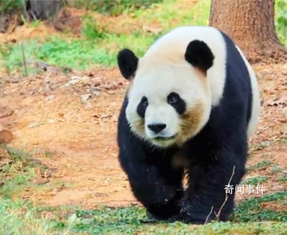 大熊貓走姿神似狂飆高啟盛 搖起來非常囂張