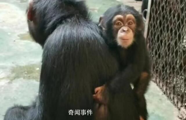 濟(jì)南動物園小黑猩猩柒仔去世 初判系突發(fā)疾病
