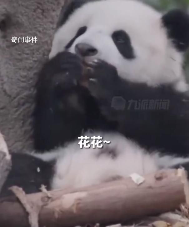 游客認錯花花保安大哥幽默喊話 哪有那么多花花