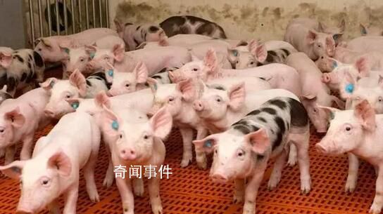 豬糧比價回升至二級預警區(qū)間 連續(xù)三周處于5∶1—6∶1之間