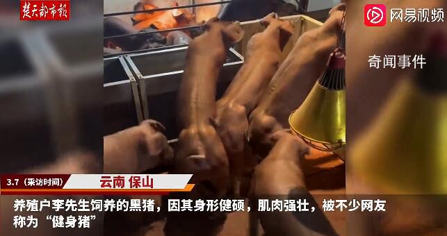 云南“健身豬”走紅一頭最高賣8萬(wàn) 主要用于配種