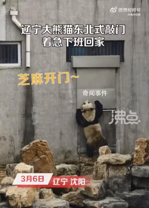 大熊貓著急下班哐哐敲鐵門 網友紛紛表示這敲門的氣勢很東北