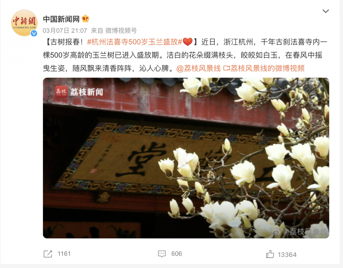 杭州法喜寺500歲玉蘭盛放 清香陣陣沁人心脾