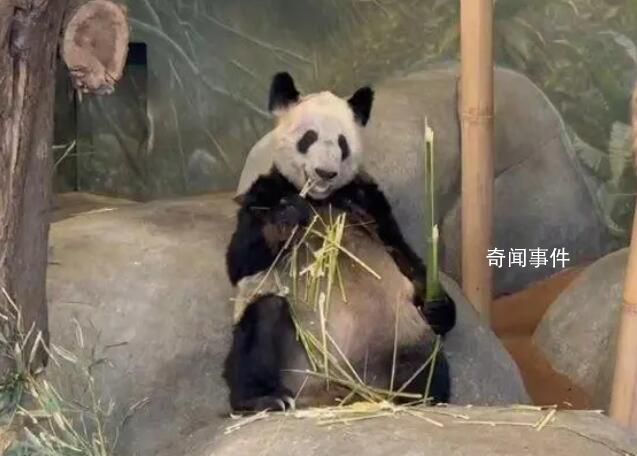 中動協:已派專家在美照料丫丫