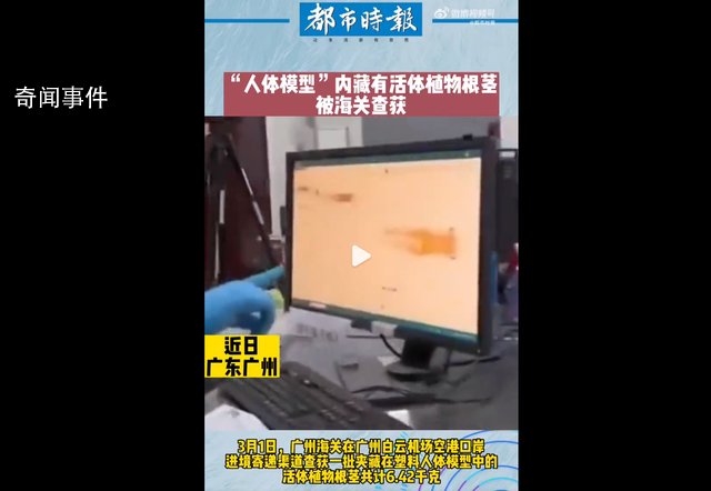 廣州海關查獲活體植物根莖 為天南星科芋屬植物的根莖