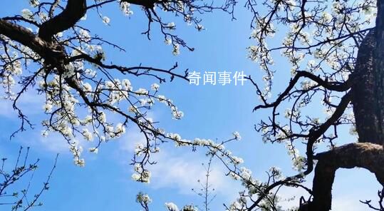 公園賞花趕緊安排起來(lái) 百花齊放