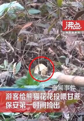 游客給花花投喂甘蔗保安撿出 已有多只動物因亂投喂死于非命