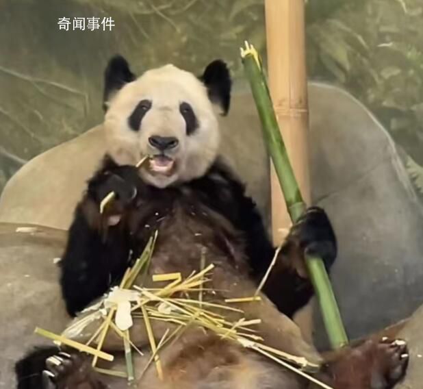 北京動物園:沒認養(yǎng)熊貓業(yè)務