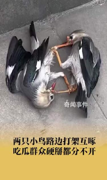 2只小鳥打架路人硬掰分不開 后來鳥打累了氣消了就飛走了